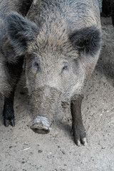 Wild boars in a corral in Germany