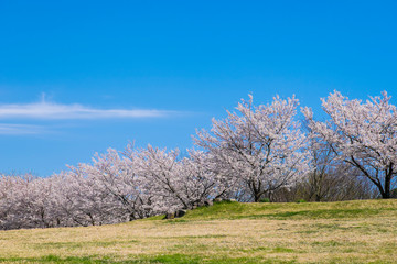 桜並木　ニッポの春満開