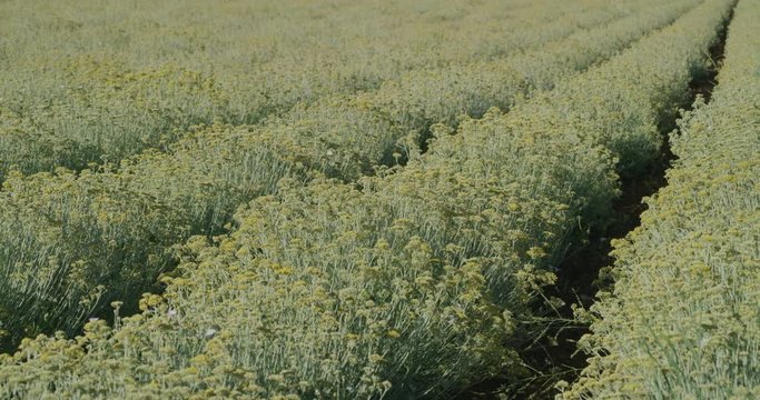 Growing a medicinal herbs, Immortelle field near Oklaj in Damatian Zagora, Croatia