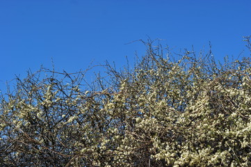 Wild cherry blossoms against the blue sky