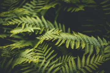 green fern leaves