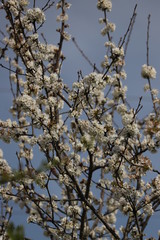Printemps paysage cerisier en fleurs en Nouvelle Aquitaine