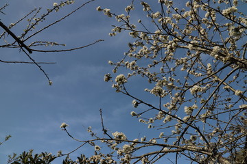 Printemps paysage cerisier en fleurs en Nouvelle Aquitaine