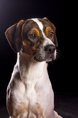 Retrato de perro tomada en estudio fotográfico curioso atento alerta