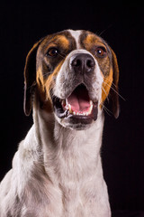 Retrato de perro tomada en estudio fotográfico curioso atento alerta