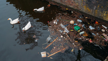 Amsterdam city trash and plastic bottles in water canal and white swans feed from garbage in river. Environment pollution.