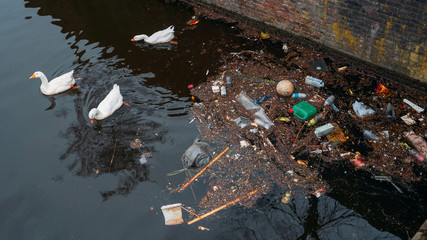 Amsterdam city trash and plastic bottles in water canal and white swans feed from garbage in river....