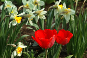 Tulips and daffodils in lots of colors in park