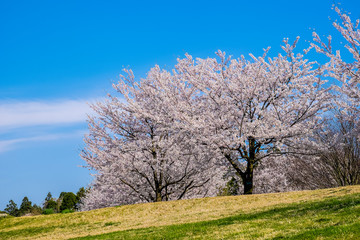 桜並木　ニッポの春満開