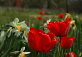 Tulips and daffodils in lots of colors in park