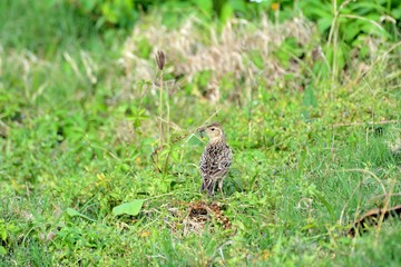 Little lark bird (Alauda gulgula) in the Taiwan.