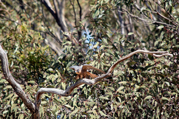 the hobby kestrel is perched on a log