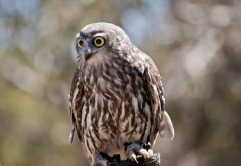 this is a close up of a barking owl