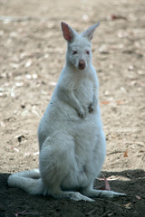 the albino wallaby is standing on its hind legs