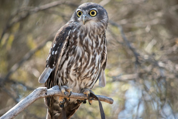 the barking owl is perched in a bush