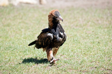 the black breasted buzzard is walking on the grass
