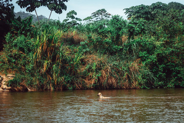 white dog swimming in the river
