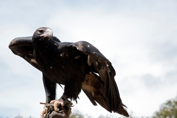 the wedge tailed eagle has its wings out for balancing