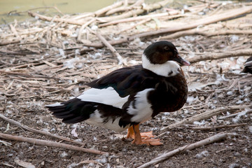 Obraz premium this is a side view of a muscovy duck