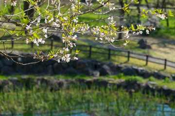 Obraz na płótnie Canvas 池と満開の桜