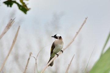 The light-vented bulbul (Pycnonotus sinensis)