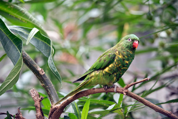 Obraz premium the scaly breasted lorikeet is green and yellow