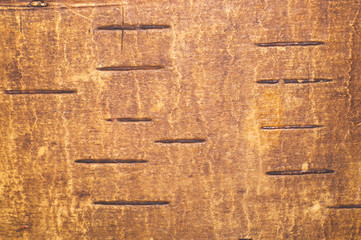 Wood background. birch bark texture with marks