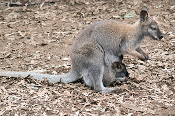 this is a side view of a red neck wallaby with a joey