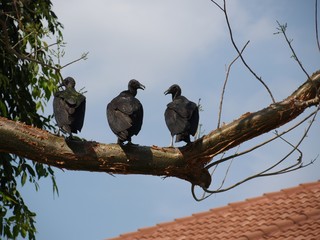 Obraz premium turkey vultures on a branch
