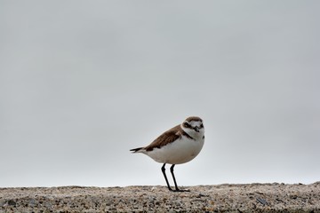 Kentish plover bird (Charadrius alexandrinus) in the Taiwan.
