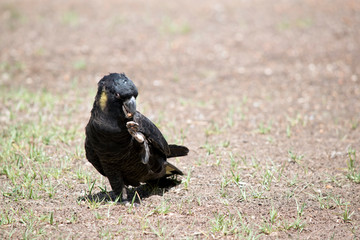 the yellow tailed black cockatoo uses his claws to bring food to its beak
