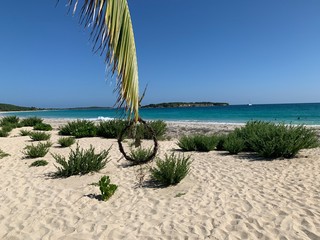 palm trees on the beach
