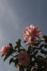 magnifique fleur de camélia rose