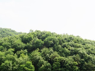 日本の田舎の風景　6月　山の緑