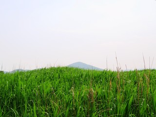 Fototapeta na wymiar 日本の田舎の風景　6月　山と草叢