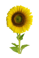 Beautiful sunflower isolated on white background.

