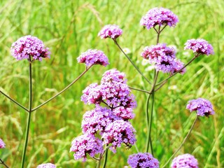 日本の田舎の風景　6月　ヤナギハナカサ