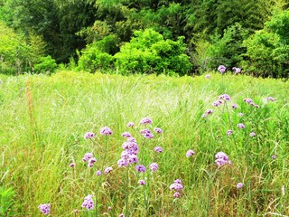 Naklejka premium 日本の田舎の風景 6月 ヤナギハナカサ