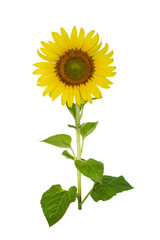 Beautiful sunflower isolated on white background.

