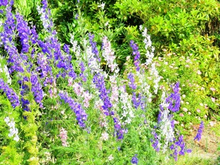 Naklejka premium 日本の田舎の風景 6月 花