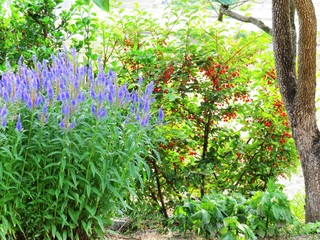 Fototapeta premium 日本の田舎の風景 6月 紫の花