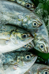 Mackerel on the shelf in the market