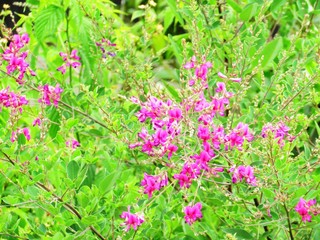 Fototapeta premium 日本の田舎の風景 6月 紫の花