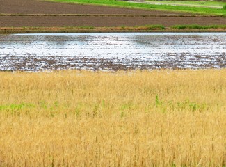 Fototapeta premium 日本の田舎の風景 6月 田植え 水入れ