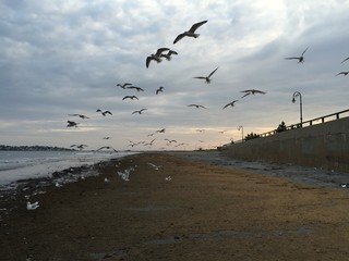 Vuelo de gaviotas a orilla de la playa 