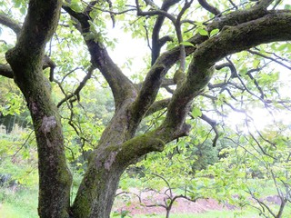 日本の田舎の風景　6月　柿の木