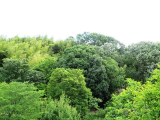 日本の田舎の風景　6月　木々