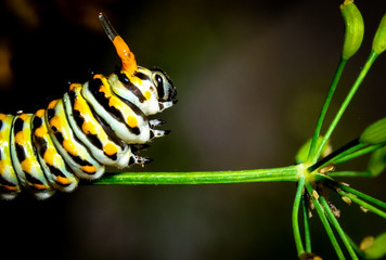 Caterpillar with bright orange horns