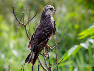 Snail Kite with its Mouth Open