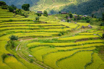 View of the rice field terraces in Ghandruk village in Annapurna Sanctuary, Nepal. Ghandruk village is most popular for wonderful Gurung culture in Nepal. © boyloso